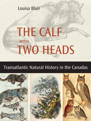 cover image of The Calf with Two Heads